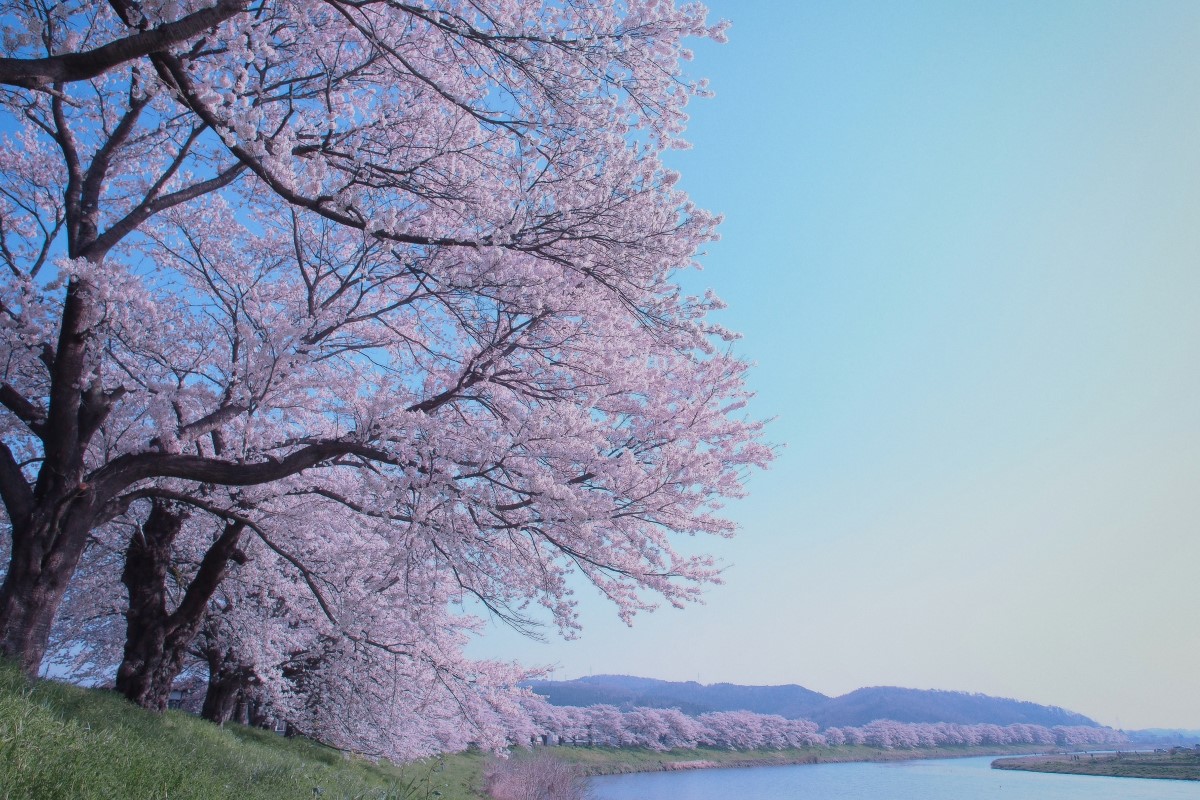 白石川堤“一目千本樱”